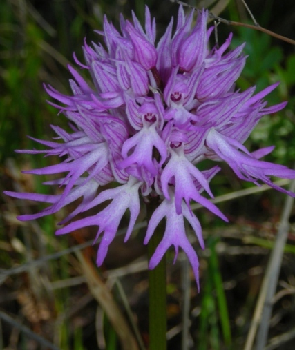 Orchidee dell''IBA - Fiume Biferno (CB)